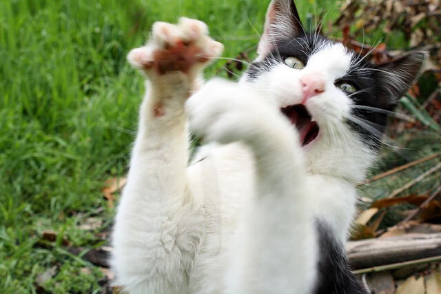 哈斯逆袭夜，佩雷兹书写纪录，小作坊如何让豪门车队蒙羞？