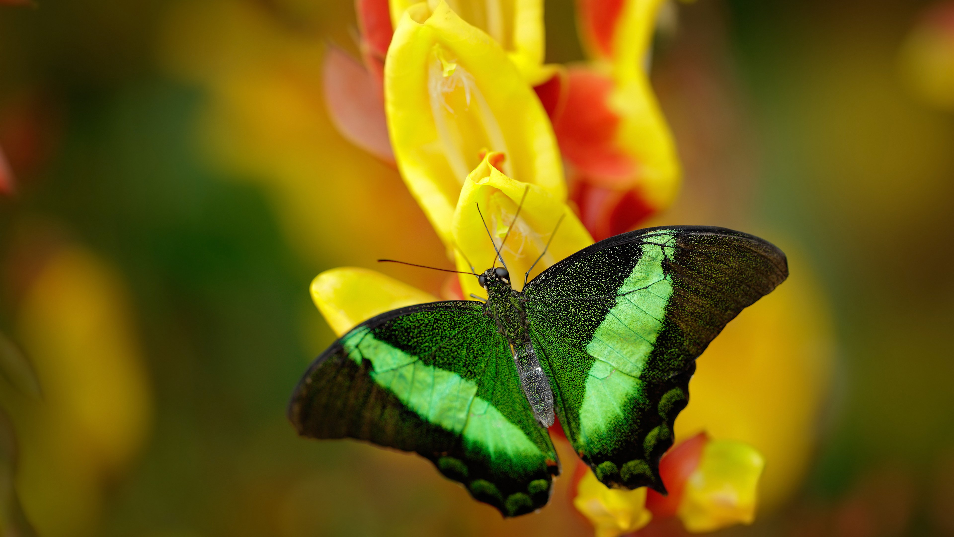 冬雪与春天之间，鲁德在联合杯与蒙特卡洛的淬火之路