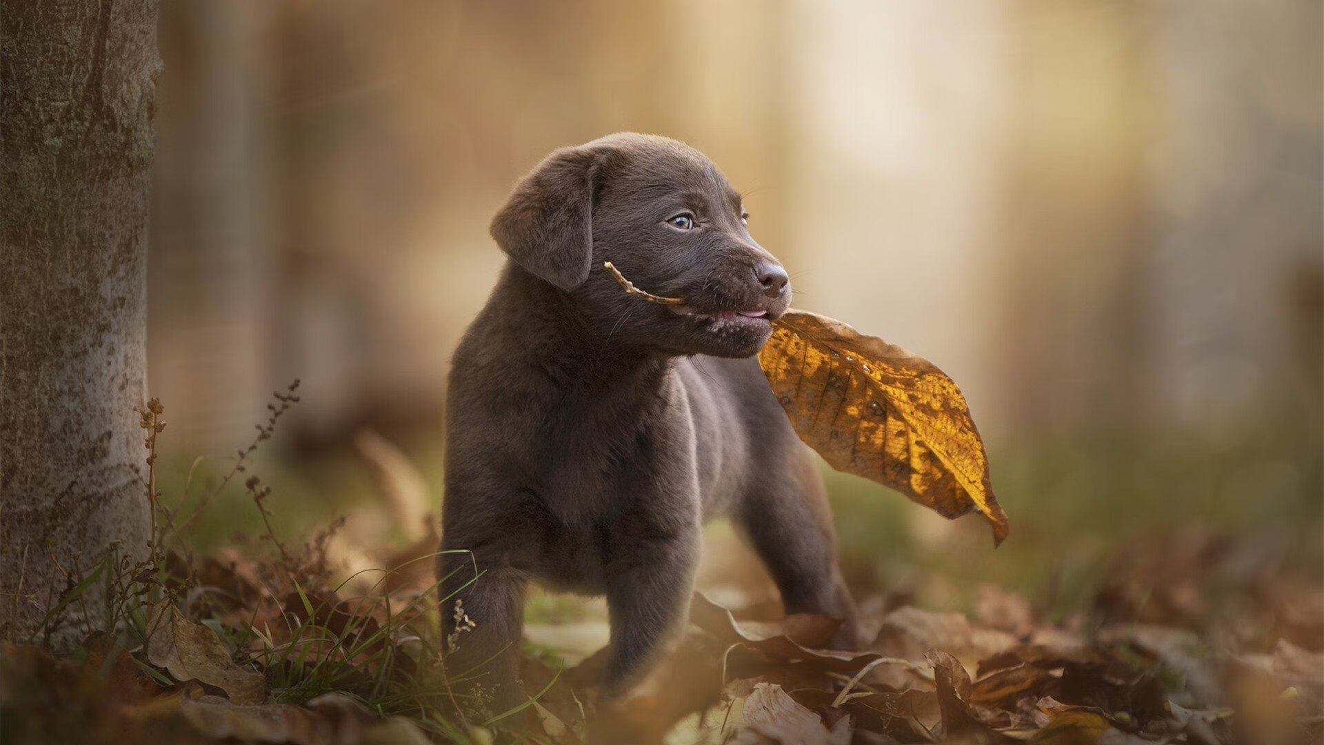 冰与火的竞技场，韩国队逆袭与林高远的孤独突破