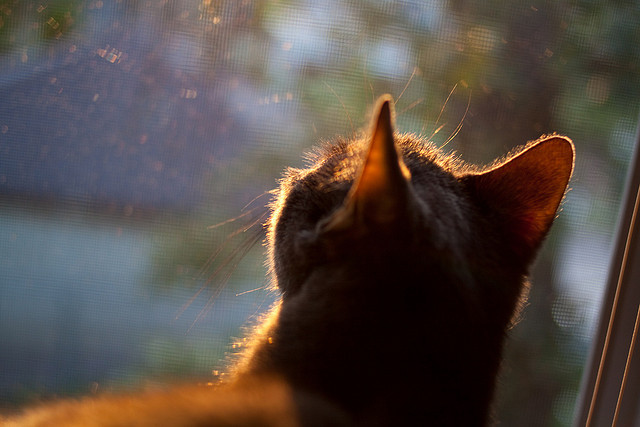红牛飓风席卷绿茵，莱比锡改写交锋史，贝林厄姆刷新纪录之夜