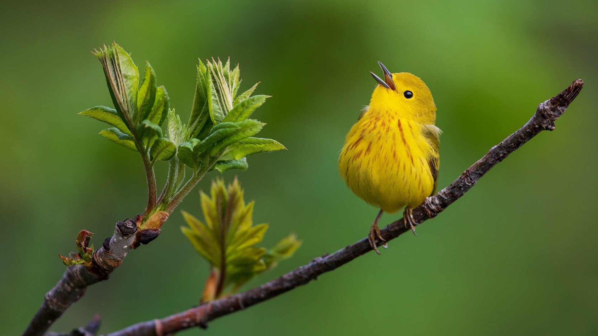北欧飓风席卷球台，张继科一锤定音助瑞典队轻取波兰钢铁长城