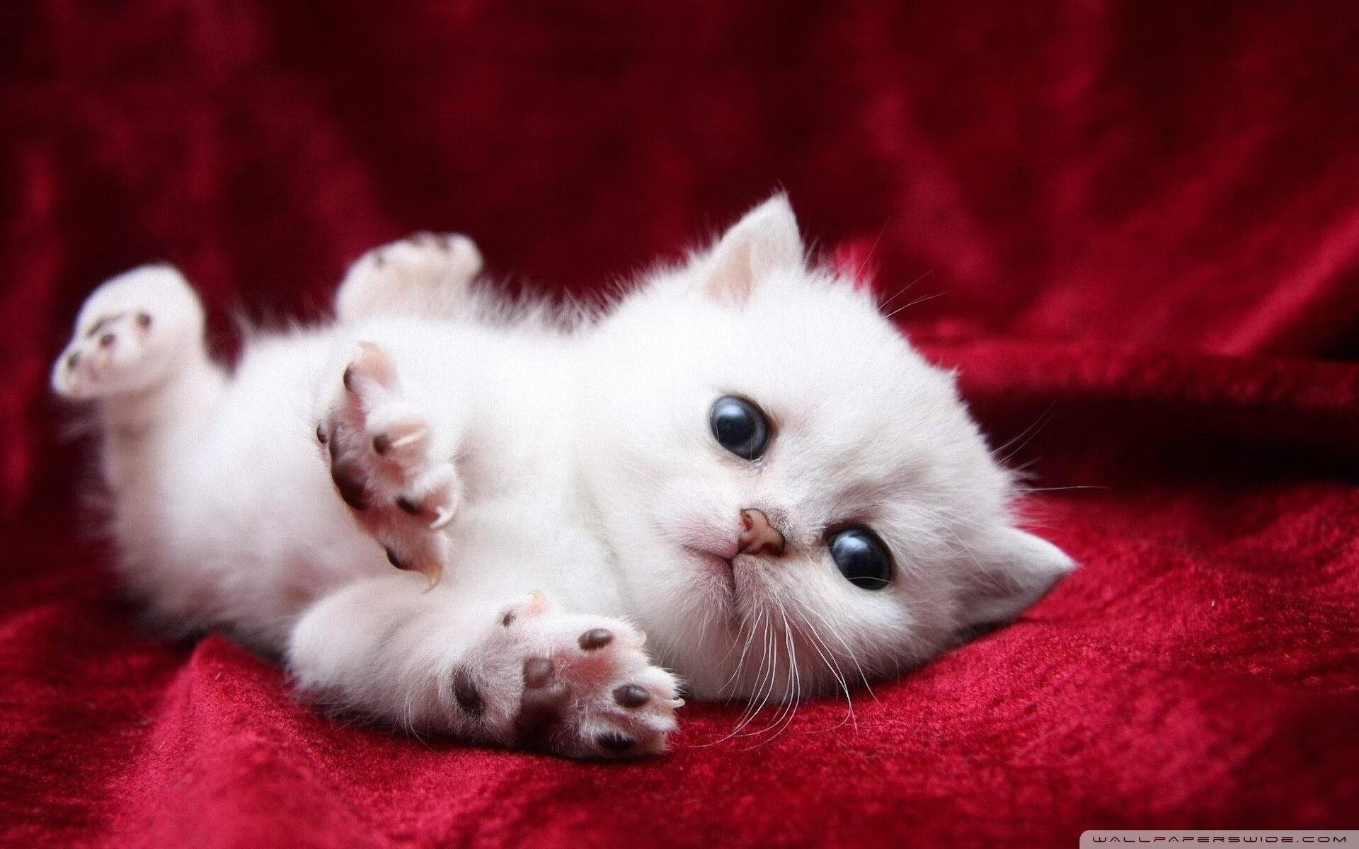 梦幻对决，广东队轻取灰熊，德罗赞进攻端无人可挡