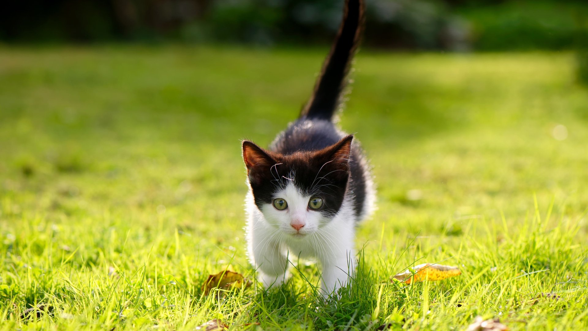 相隔万里的一节之王,当凯尔特人闪击与小贾伦的德国风暴交响