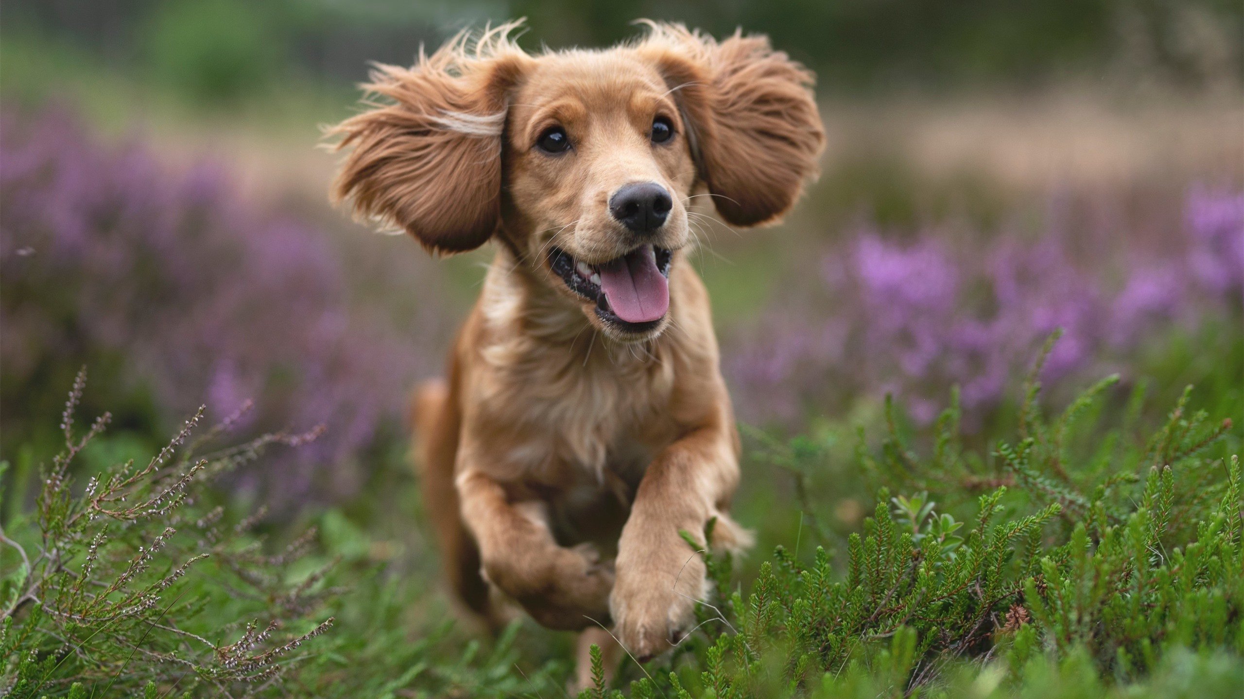 逆袭圣保罗！迪亚斯天神下凡，中国力量攻克那不勒斯铁壁