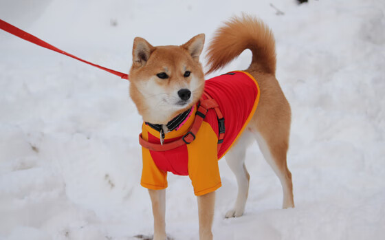 库斯科之魂，巴尔韦德一箭定乾坤，秘鲁绝境重生记
