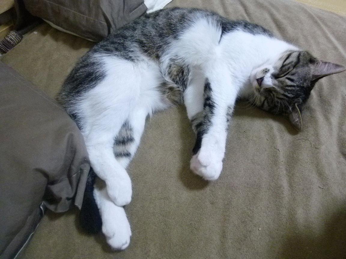 枯骨新王，詹姆斯末节交响曲助灰熊上演生死逆袭