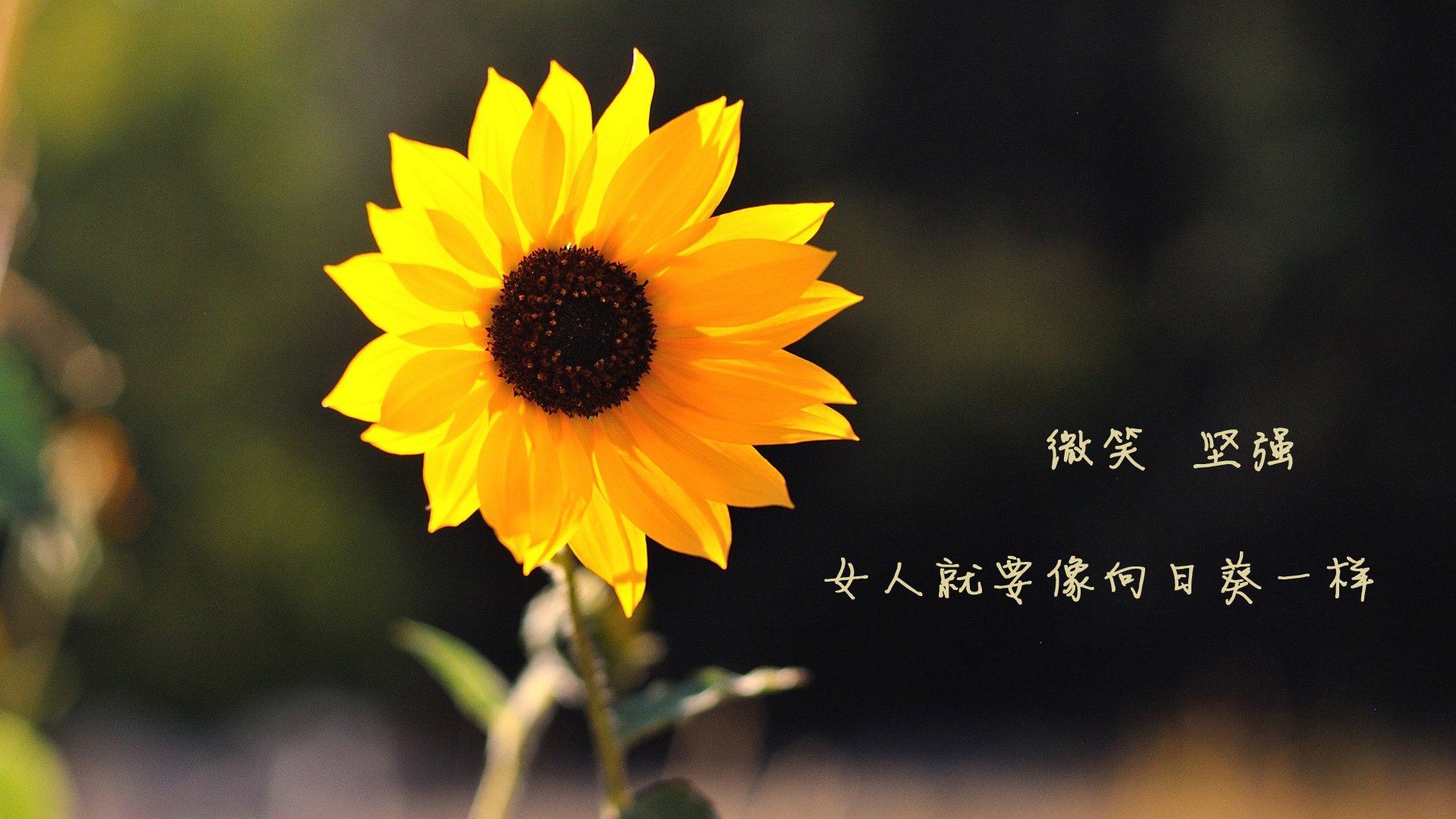 96分钟,一个国家的呼吸停止与重启—2026世界杯G组,拉什福德的致命一击如何击碎挪威神话